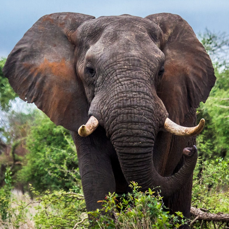 African forest elephant
