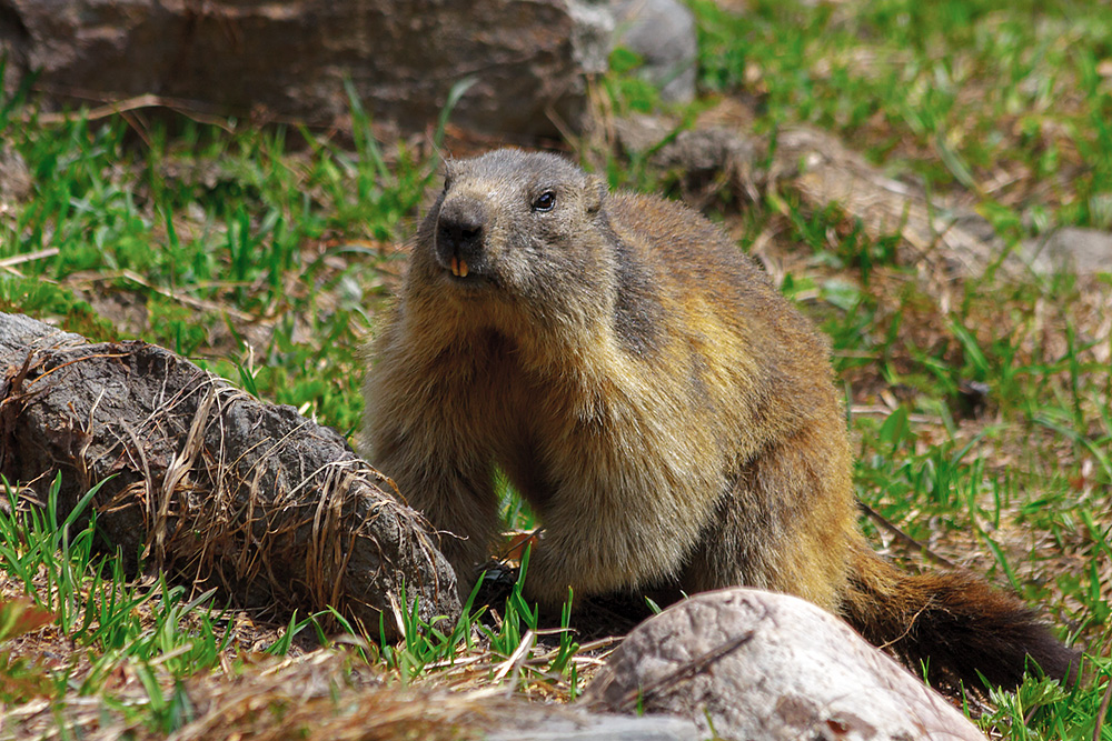 Alpine marmot
