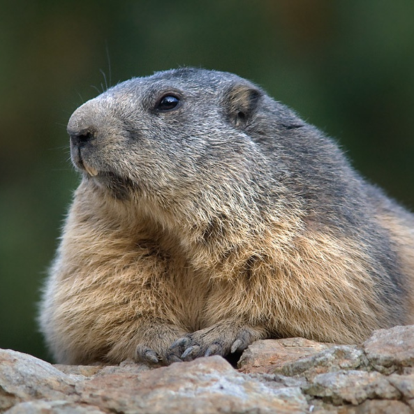 Alpine marmot
