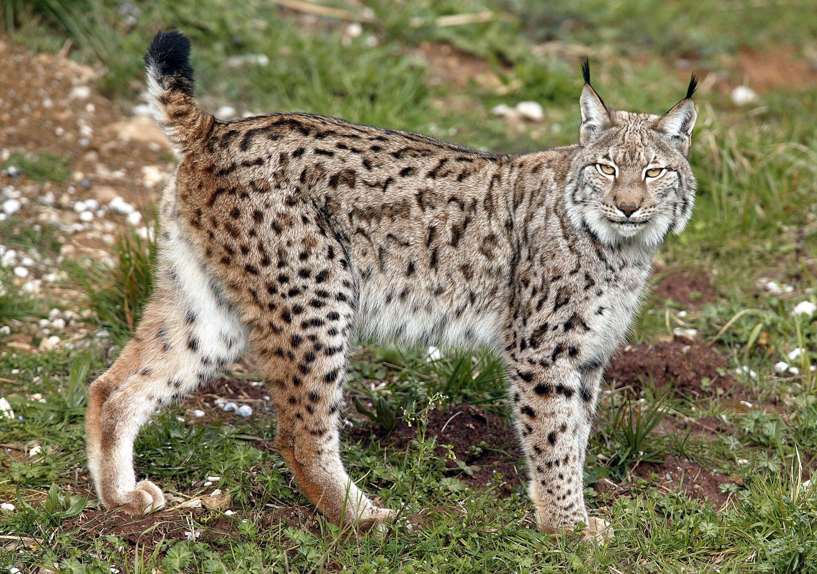 Eurasian lynx