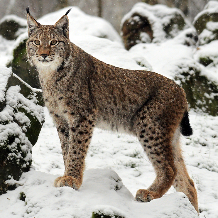 Eurasian lynx