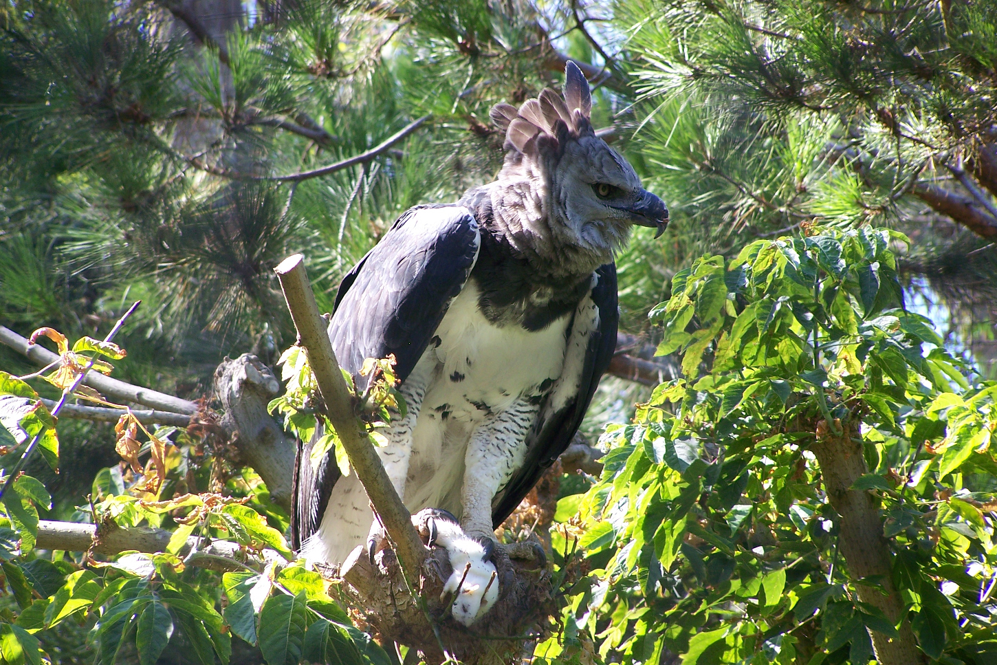 Harpy eagle