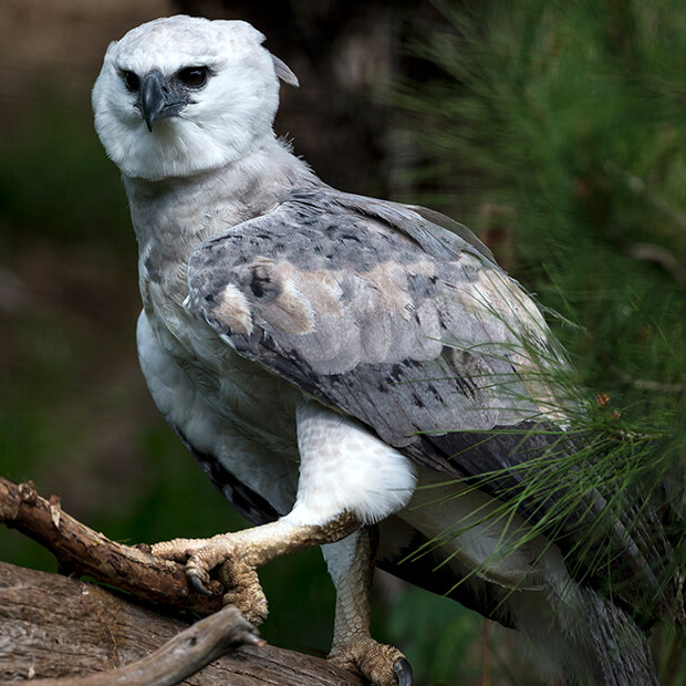 Harpy eagle