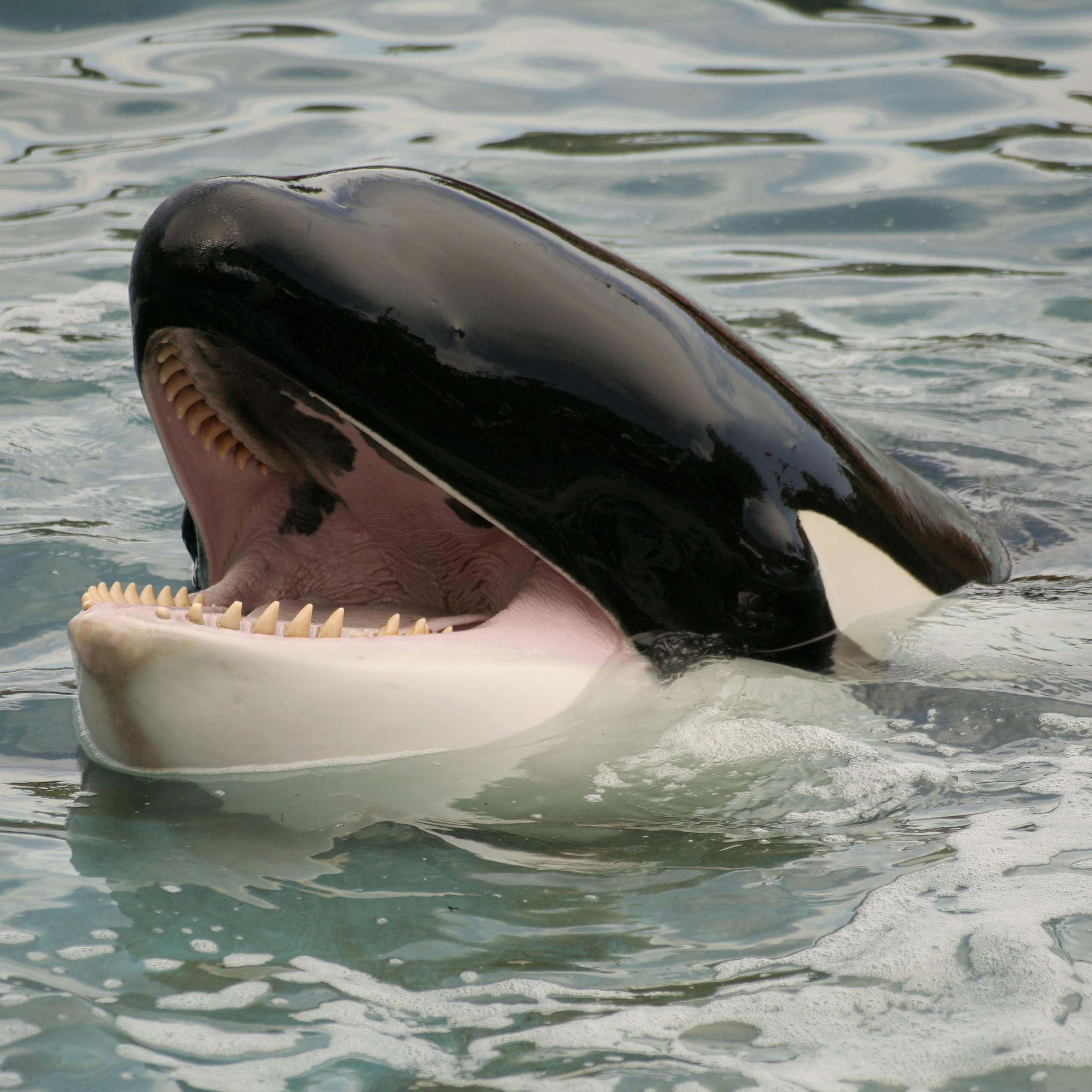 Killer whale