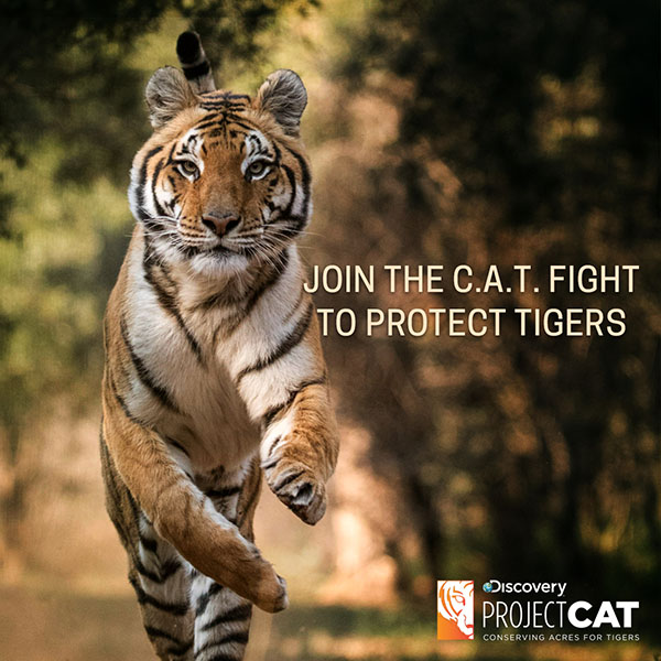 ProjectCat - Discovery