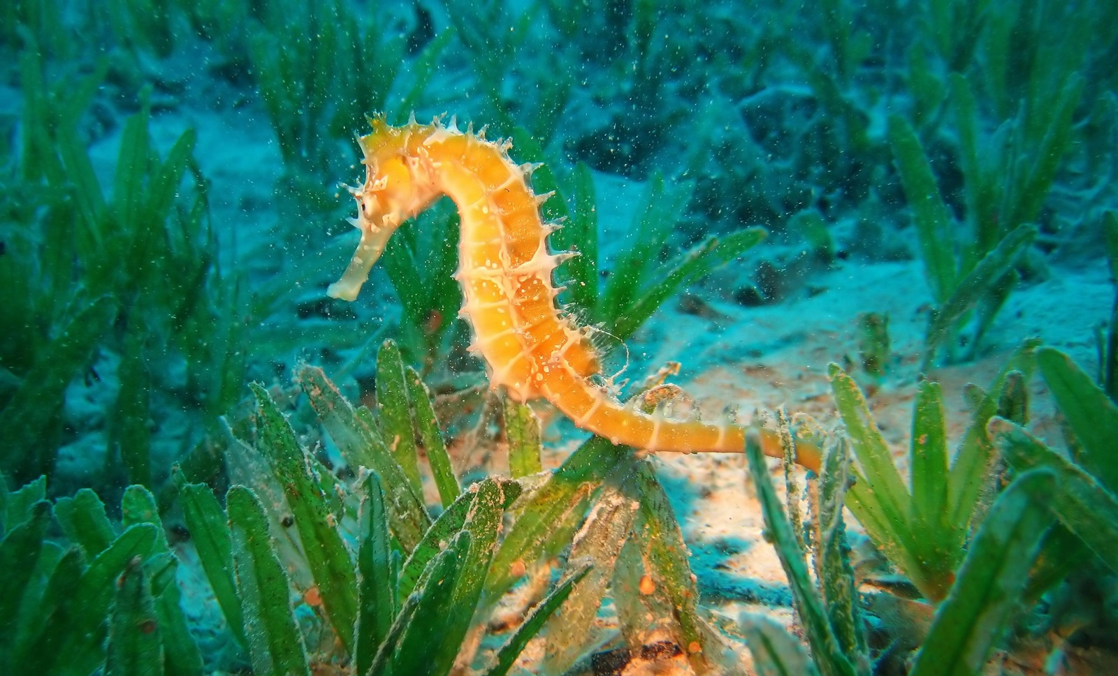 Seahorse