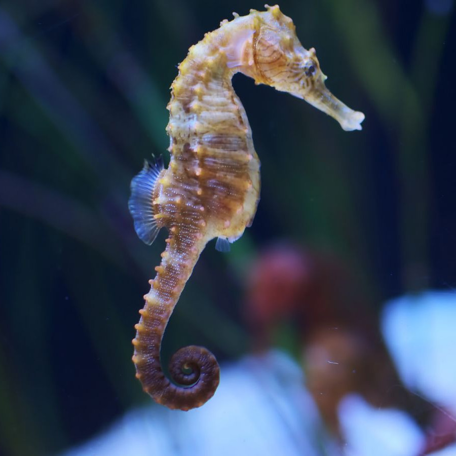 Seahorse
