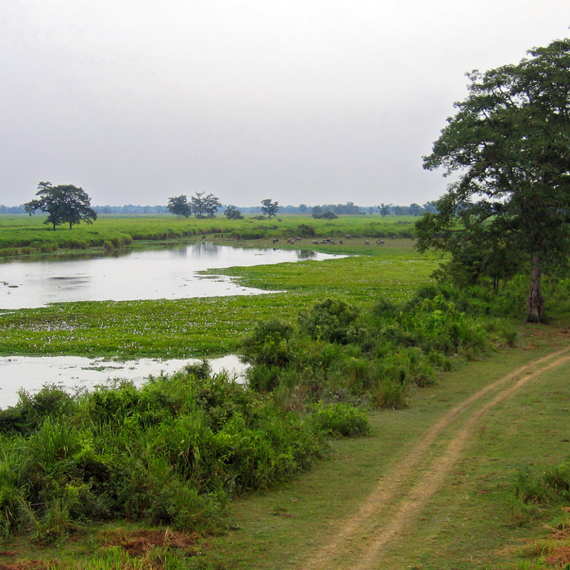 Kaziranga